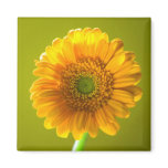 Yellow Daisy Gerbera Flower Magnet