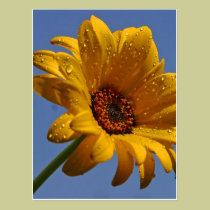 Yellow Daisy postcards