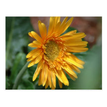 Yellow Daisy Postcard
