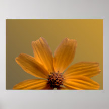 Yellow Daisy Poster