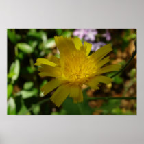 Yellow Daisy poster