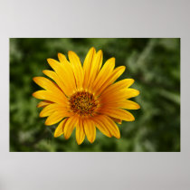 Yellow Daisy Poster