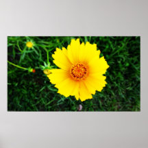 Yellow Daisy Poster Print