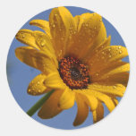 Yellow Daisy Round Sticker