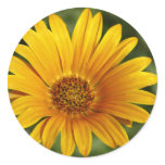 Yellow Daisy stickers