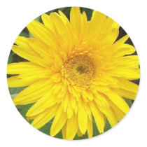 Yellow Daisy Round Sticker