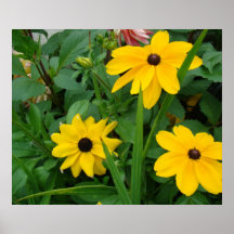 Yellow dalias print