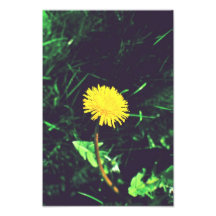 Yellow dandelion photograph