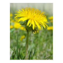 Yellow Dandelion Postcard