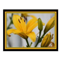Yellow Day Lillies Postcard