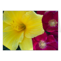 Yellow Daylily and Crimson Roses Greeting Card