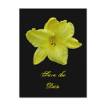 Yellow Daylily Coordinating Items postcards