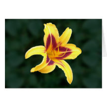 Yellow Daylily Flower with Red, Hemerocallis: Cards