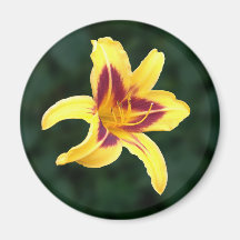 Yellow Daylily Flower with Red, Hemerocallis: Magnet