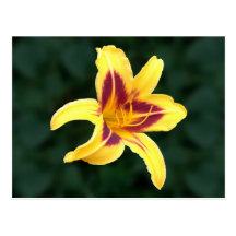 Yellow Daylily Flower with Red, Hemerocallis: Post Cards