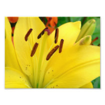 Yellow daylily photograph