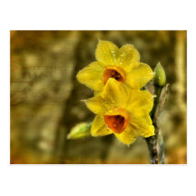 Yellow Delight Postcard