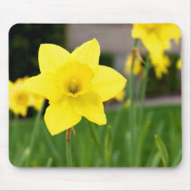 Yellow Delight-Spring Daffodil Mouse Pads