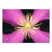 Yellow Dramatic Clematis flowers Invitations