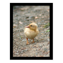 Yellow Duckling postcard
