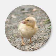 Yellow Duckling round magnet