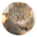 yellow eyed cat stickers