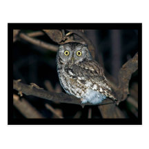 Yellow Eyed Eastern Screech Owl at Midnight Post Card