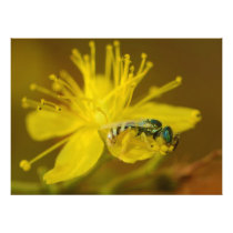 Yellow Female Bee Collecting Pollen Art Photo