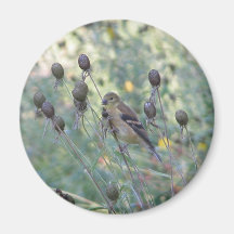 Yellow finch in the Shoreline Garden Refrigerator Magnets