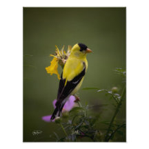 Yellow Finch Resting in Georgia Photo