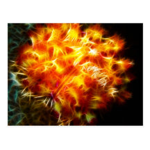Yellow Fire Urchin Post Cards