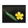 Yellow Flax Postcard