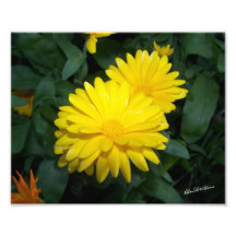 Yellow Flower #2200 Photo