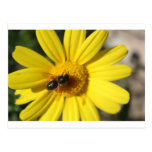 Yellow flower and bee post cards