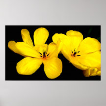 Yellow Flower Canvas Print
