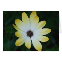 Yellow flower greeting cards