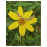 Yellow Flower In the Grass Letterhead Design