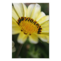Yellow flower macro photography print nature art