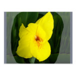 Yellow Flower Orange square Post Cards