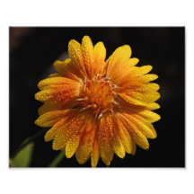 Yellow Flower Photo