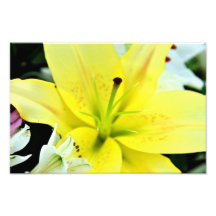 Yellow Flower Photograph
