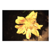 Yellow flower photographic print