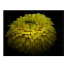 Yellow Flower Pocket Calendar Postcard