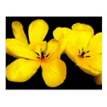 Yellow Flower Postcard