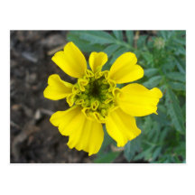 Yellow Flower Postcard