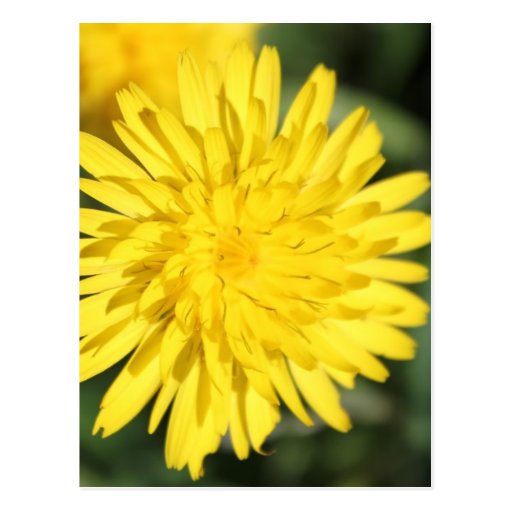 Yellow flower postcards