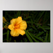 Yellow Flower Posters
