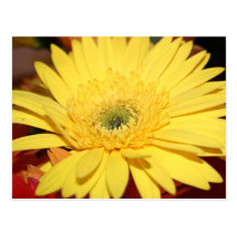 Yellow Flower Sunflower Post Card