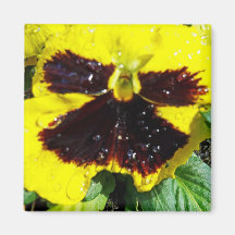 Yellow  flower with brown centre, magnet