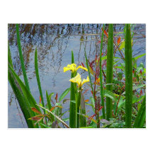 Yellow Flowers and Reflections Postcard